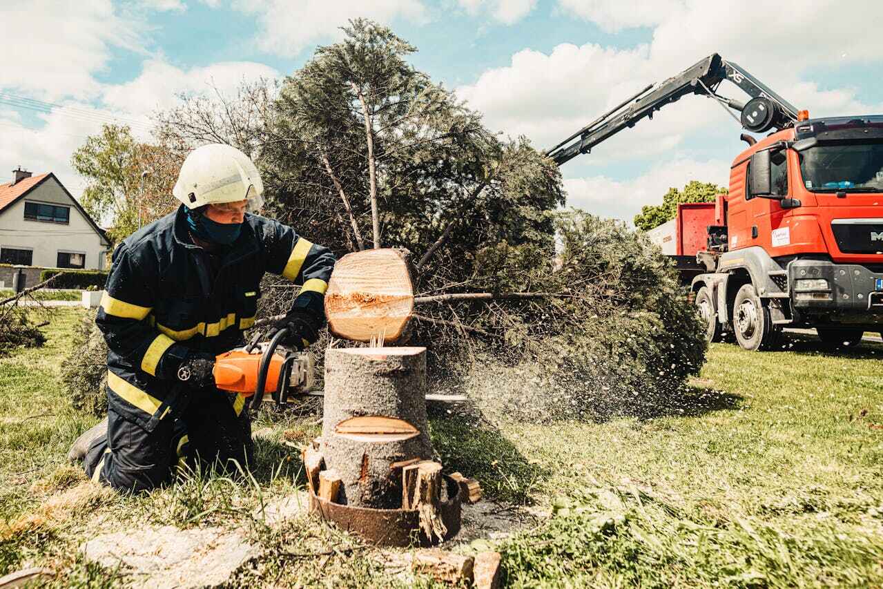 Best Dead Tree Removal  in USA